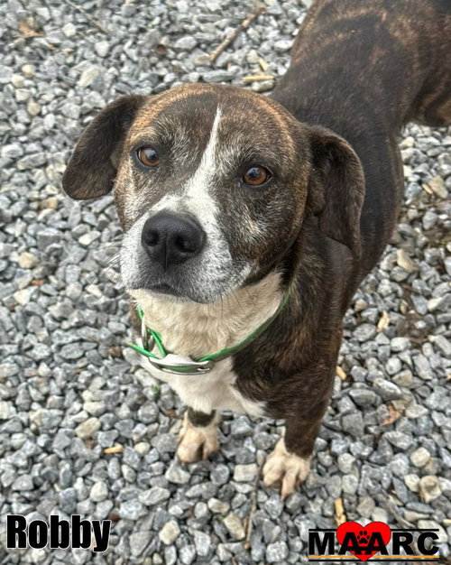 ROBBY - Hound / Terrier for adoption in Knoxville