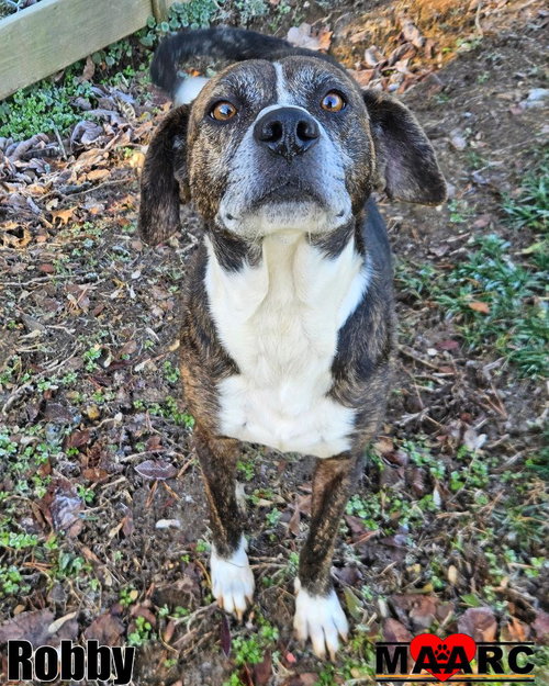 ROBBY - Hound / Terrier available for adoption
