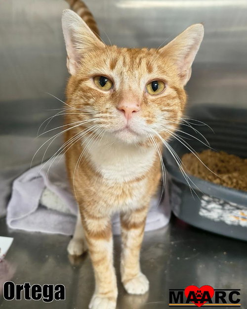 picture of the cat needing adoption