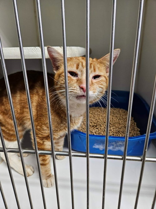 ORTEGA - Domestic Short Hair available for adoption