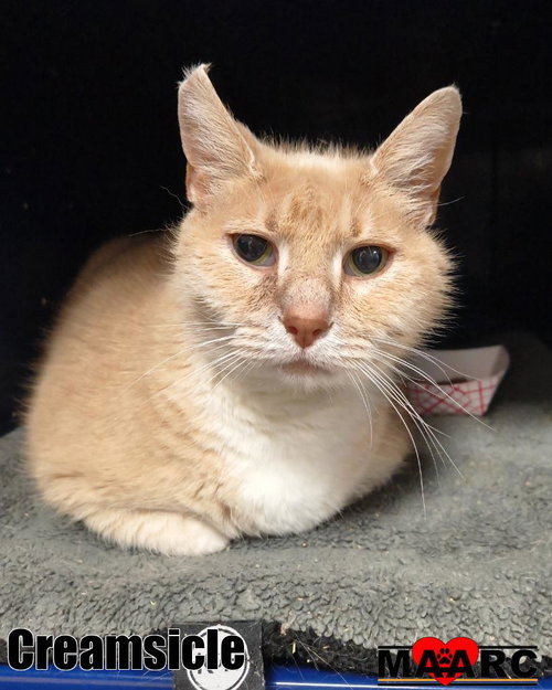 Creamsicle, an adoptable Domestic Short Hair in Maryville, TN
