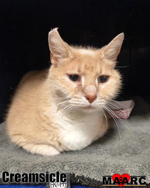 CREAMSICLE - Domestic Short Hair available for adoption