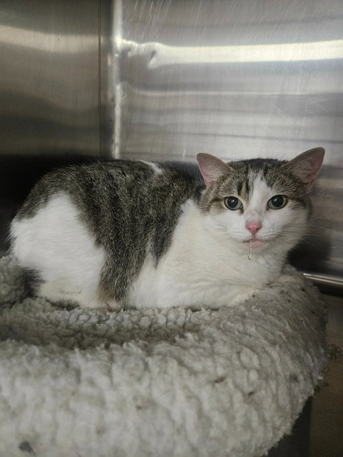 Truvvy, an adoptable Domestic Short Hair in Maryville, TN