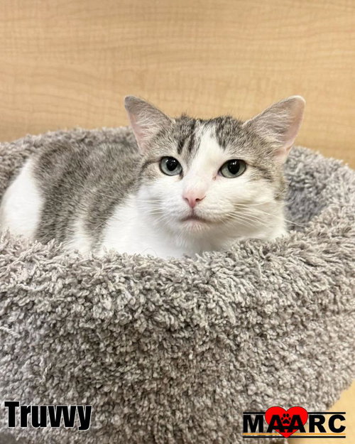 picture of the cat needing adoption