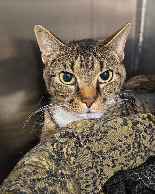 Charlie, an adoptable Domestic Short Hair in Maryville, TN