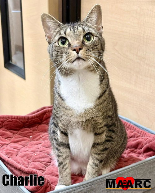 picture of the cat needing adoption