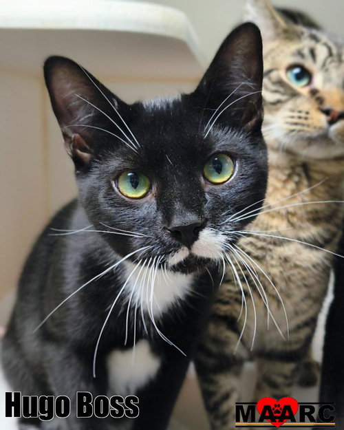 Hugo Boss, an adoptable Domestic Short Hair in Maryville, TN