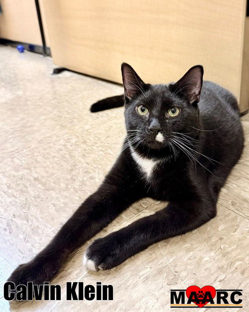 Calvin Klein, an adoptable Domestic Short Hair in Maryville, TN