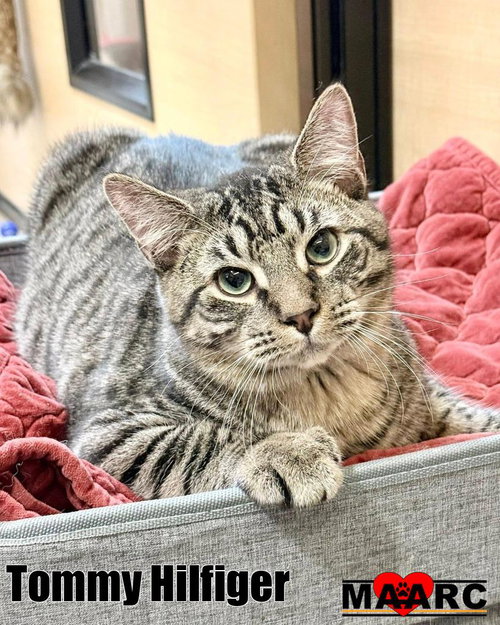 Tommy Hilfiger, an adoptable Domestic Short Hair in Maryville, TN