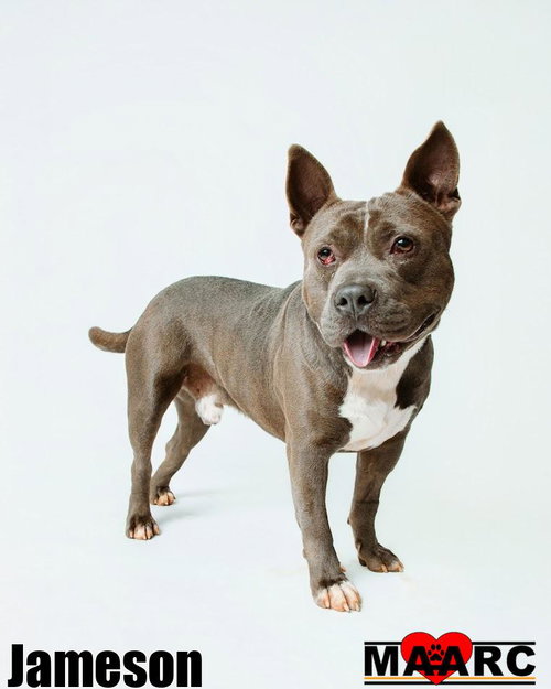 Jameson, an adoptable American Bulldog in Maryville, TN