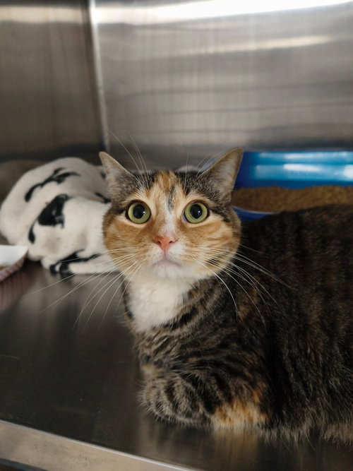 Mimi, an adoptable Domestic Short Hair in Maryville, TN