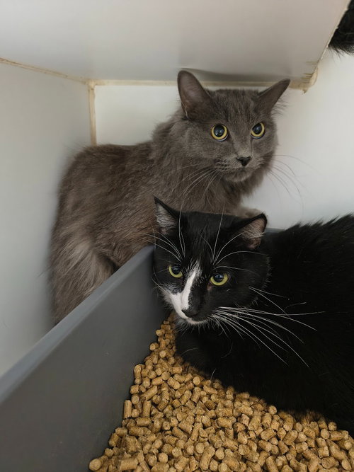 Sheffield, an adoptable Domestic Medium Hair in Maryville, TN