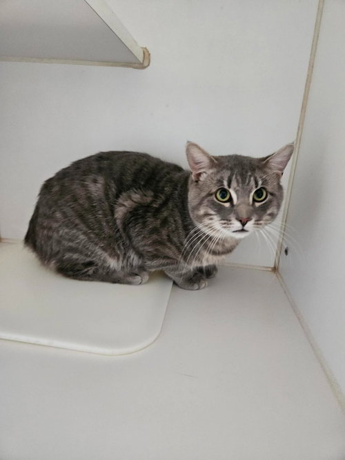 picture of the cat needing adoption