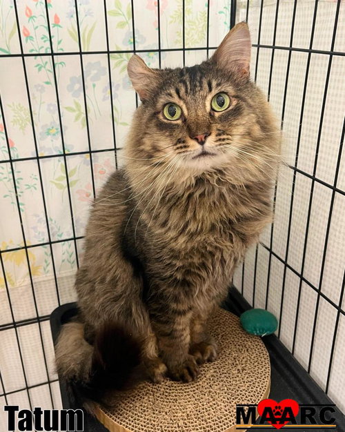 picture of the cat needing adoption