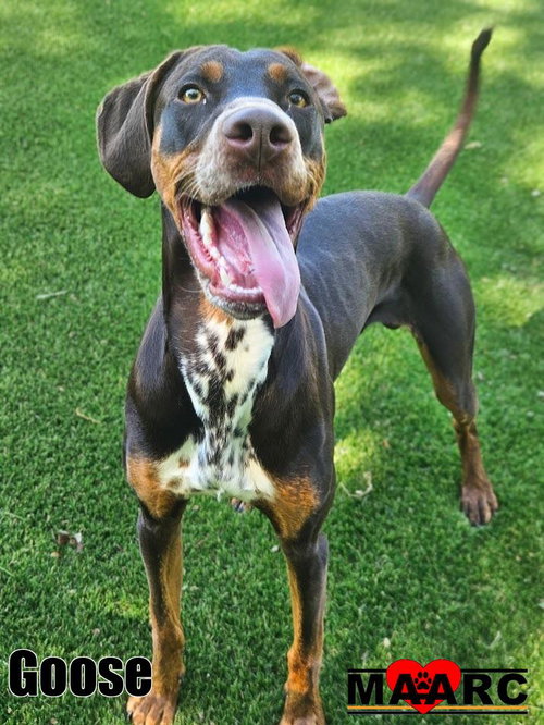 picture of the dog needing adoption