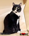 Sylvester - Photo 1