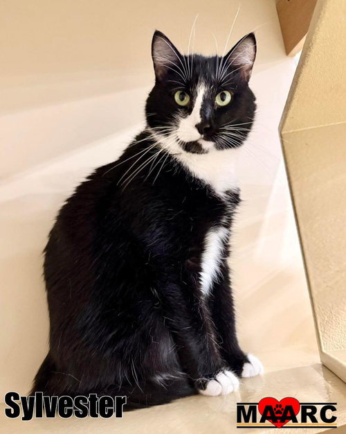 picture of the cat needing adoption
