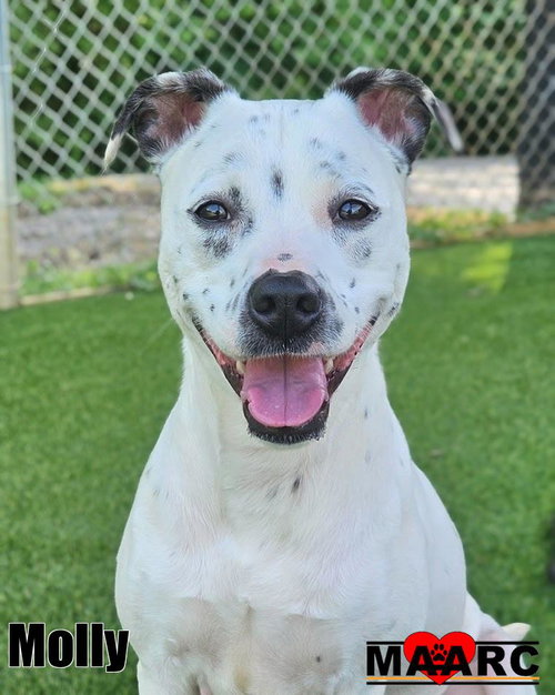 MOLLY - Pit Bull Terrier / Staffordshire Bull Terrier for adoption in Knoxville