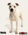 Molly - Photo 2
