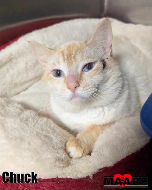 CHUCK - Siamese available for adoption