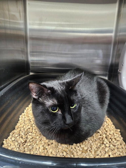 Pippa, an adoptable Domestic Short Hair in Maryville, TN