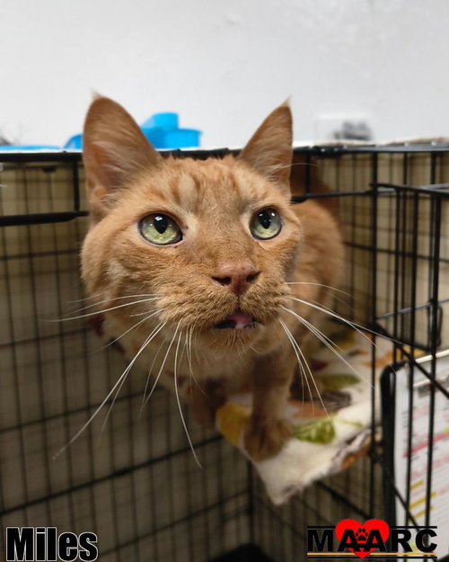 Miles, an adoptable Domestic Short Hair in Maryville, TN