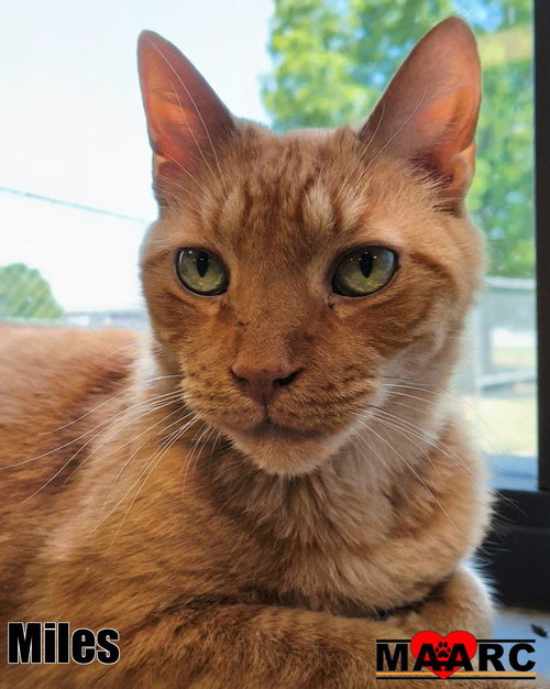 Miles, an adoptable Domestic Short Hair in Maryville, TN