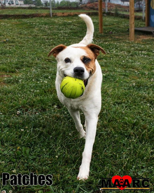 Patches, an adoptable Labrador Retriever in Maryville, TN