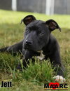 Jett - Photo 3