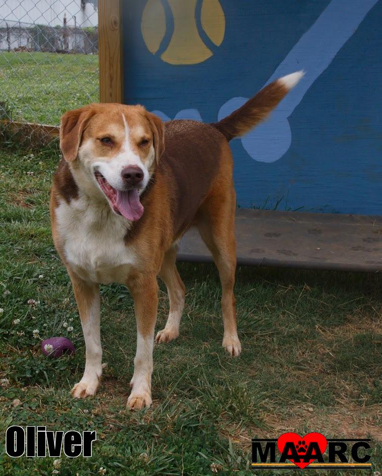 Oliver Image