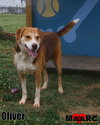 Oliver - Photo 1
