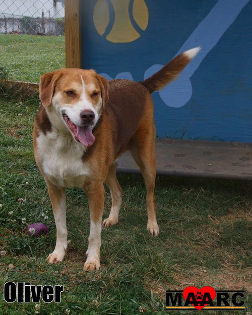 Oliver, an adoptable Hound in Maryville, TN