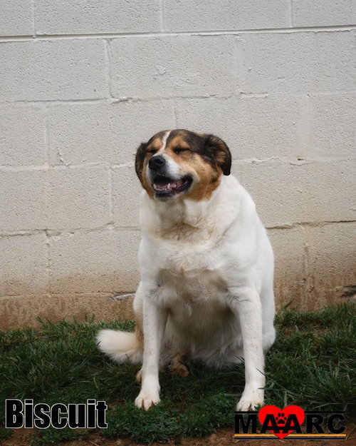 Biscuit, an adoptable Hound in Maryville, TN