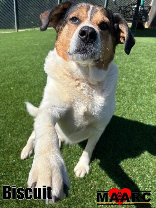 BISCUIT - Hound / Labrador Retriever for adoption in Knoxville