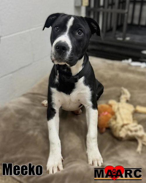 Meeko, an adoptable Great Dane in Maryville, TN