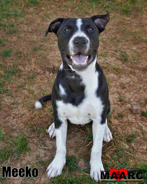 Meeko, an adoptable Great Dane in Maryville, TN