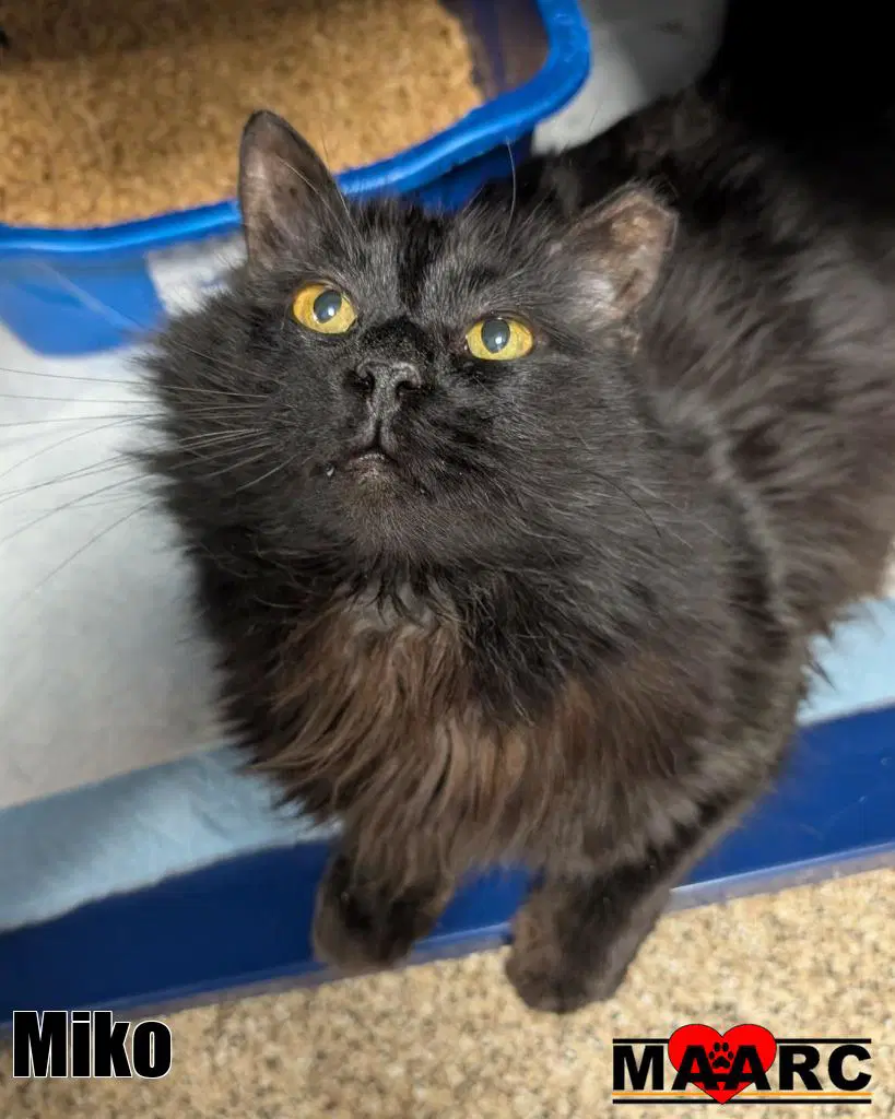 Miko - Domestic Long Hair