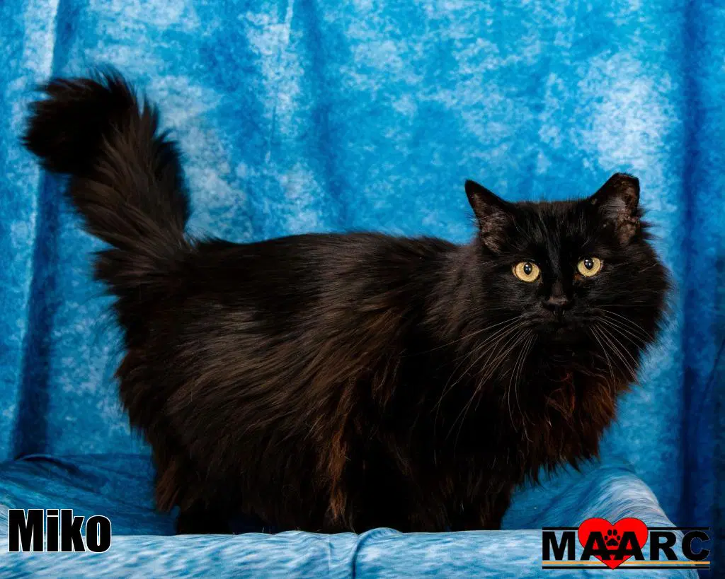Miko image 2