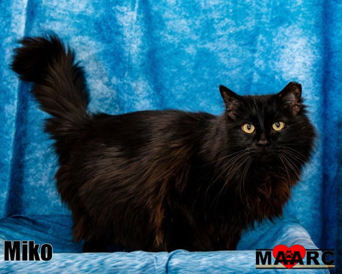 Photo 2 of Miko