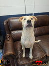 Jack - Photo 1