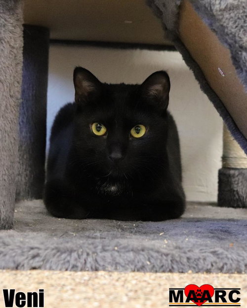 Veni, an adoptable Domestic Short Hair in Maryville, TN