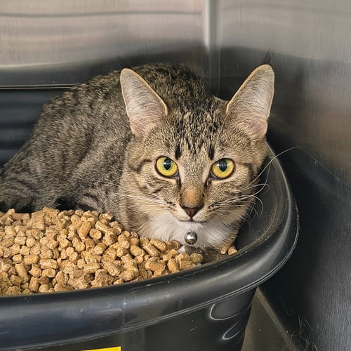 Tawny, an adoptable Domestic Short Hair in Maryville, TN