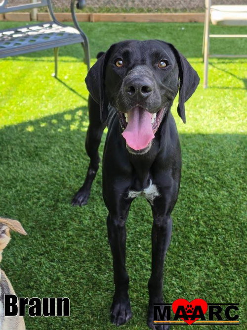 Braun, an adoptable German Shorthaired Pointer in Maryville, TN