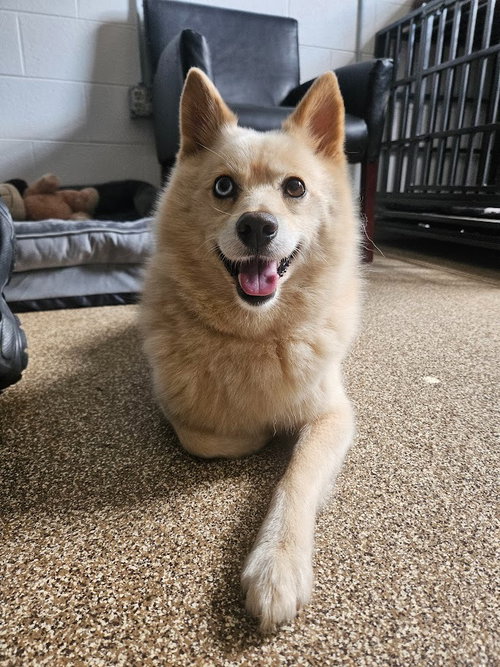 Bandit, an adoptable Pomeranian in Maryville, TN