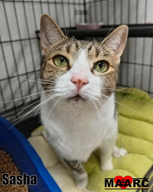picture of the cat needing adoption
