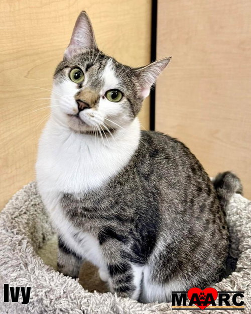 Ivy, Young Domestic Short Hair / Mixed, cat for adoption in Maryville, Tennessee