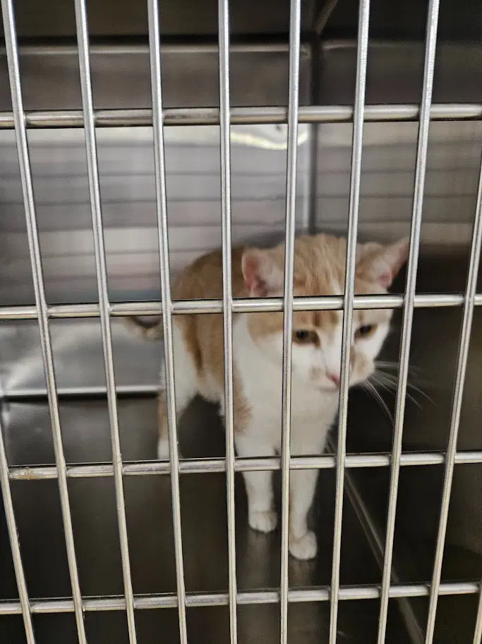 Chuck - Domestic Short Hair