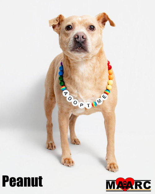 Peanut, an adoptable Terrier in Maryville, TN