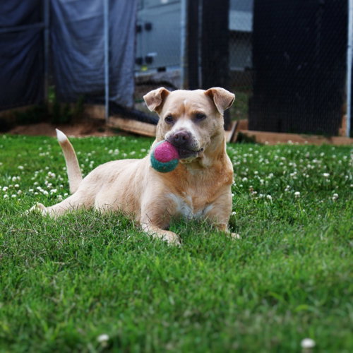 Peanut, photo 2