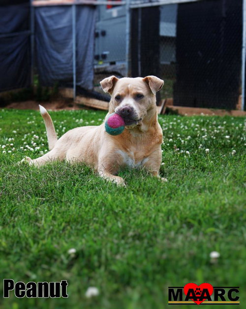 Peanut, photo 3